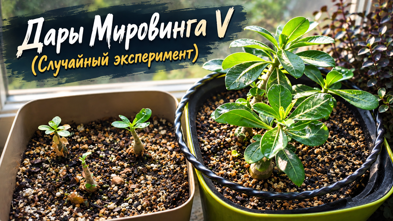 Дары Мировинга V
(Случайный эксперимент)